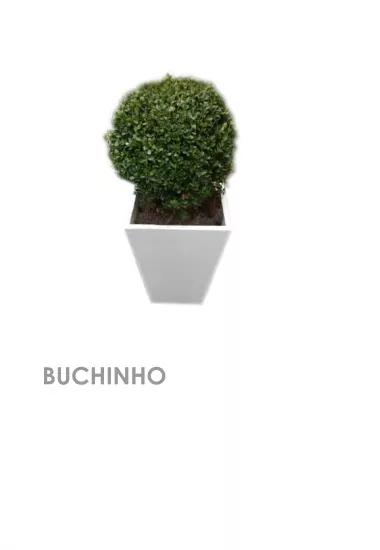 PLANTA BUXINHO - VB